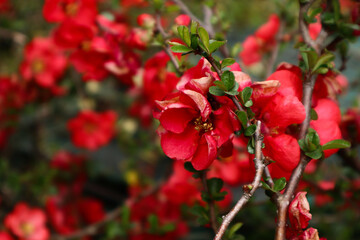 Chaenomeles Quince red flowers. Branch of red flowers.
