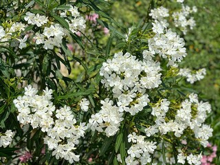 White flowers oleander bush in the garden.