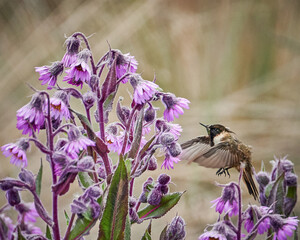 chivito del nevado del ruiz, colibrí de montaña © GERARDO