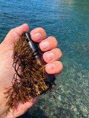 Hand holding seaweed and bottle with algae treatment essence for beauty. © OLENA LIALINA