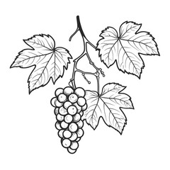 Fototapeta premium grapes isolated on white