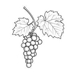 Fototapeta premium bunch of grapes isolated on white