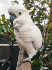 White Cockatoo. Parrot. Australia.