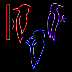 woodpecker neon icon group, vector illustration on black background.