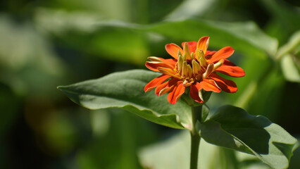 Orange zinnia flower in the garden.