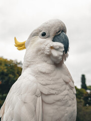 White Cockatoo. Parrot. Australia.