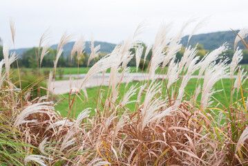 Peaceful green Field
