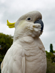 White Cockatoo. Parrot. Australia.