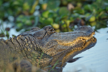 Obraz premium Alligator on the prowl in a pond