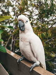 White Cockatoo. Parrot. Australia.