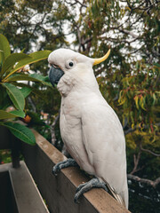White Cockatoo. Parrot. Australia.