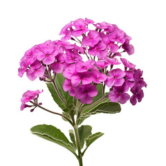 Verbena isolated on transparent background