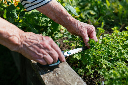 Harvesting fresh parsley