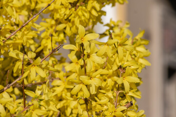 Forsythia intermedia border yellow flowering plant, ornamental flowers in bloom, beautiful springtime shrub full of flowers