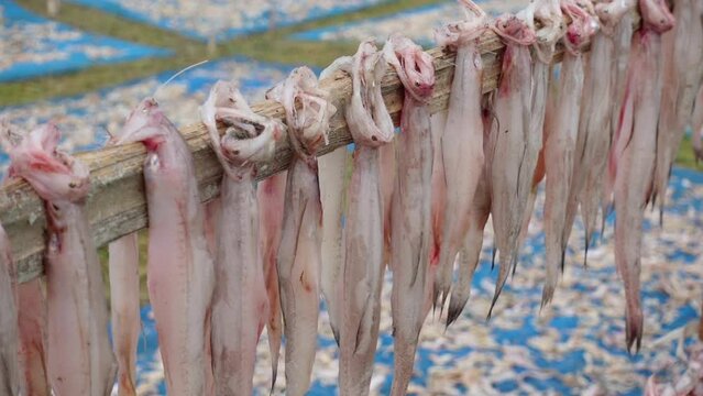 Raw Harpadon nehereus fish commonly named Bombay Duck are hanging and drying in open air and sunlight. A temporary field for processing dried fish by the sea.