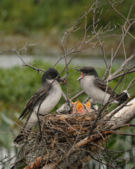 Mâle and Female Eastern Kingbird on its nest