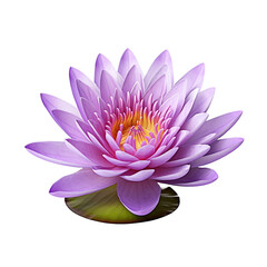 Water Lily isolated on transparent background