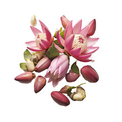 Waterblommetjie Bredie isolated on transparent background