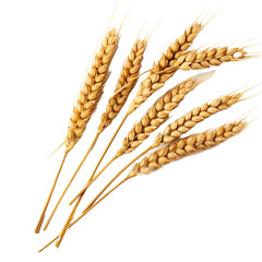 Wheat isolated on transparent background