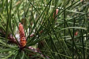 Pine branch. With long buds and green needles.