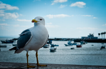 close-up photo of a seagull while observing the ocean in Cascai, Portugal.
A herring gull sitting on the coast against the beautiful sky in the bay