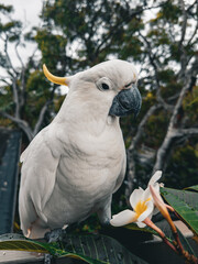 White Cockatoo. Parrot. Australia.