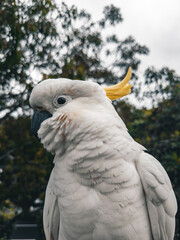 White Cockatoo. Parrot. Australia.