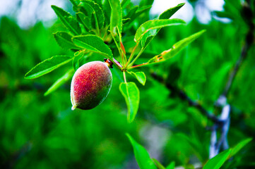 Green almond tree and almond fruit.