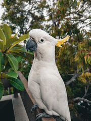 White Cockatoo. Parrot. Australia.