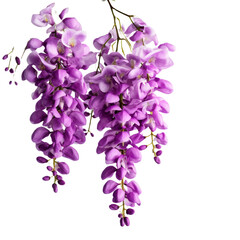 Wisteria isolated on transparent background