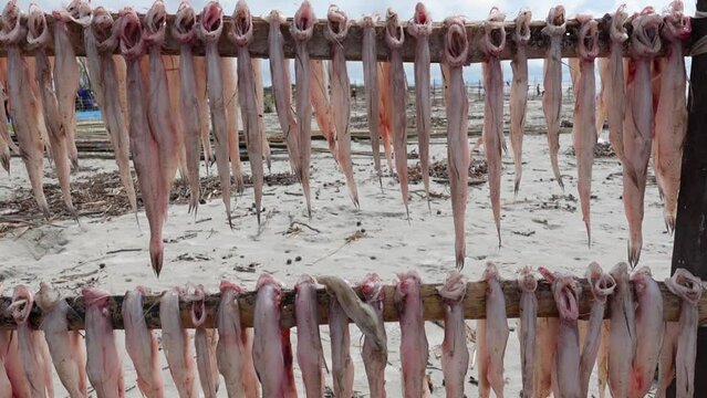 Raw Bombay duck fishes are hanging and drying in open air and sunlight. A temporary field for processing dried fish by the sea.