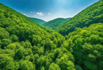 illustration, breathtaking aerial view lush forest canopy unfolding beneath clear blue sky, dense, landscape, photography, nature, scenery, woodland
