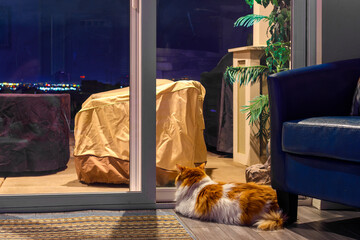 A long hair orange and white Maine Coon cat lies inside a home and looks out a large window at...