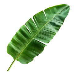 green banana leaf isolated on transparent background generative ai © Sathaporn