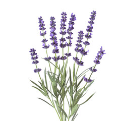 Lavender isolated on transparent background generative ai
