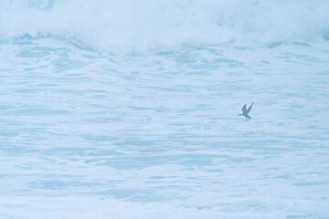 Cormoran under the storm with big waves. Santander Municipality. Cantabrian Sea. Cantabria. Spain. Europe