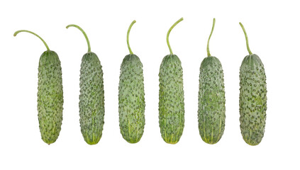fresh pickling cucumber path isolated on white