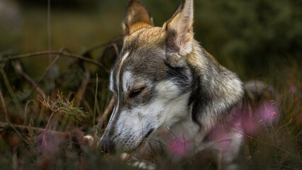 husky relaxing in the grass