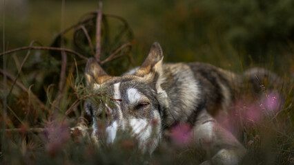 Fototapeta premium husky resting in the grass