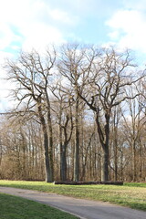 Hainbuchen  im Frühling.