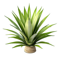 Yucca isolated on transparent background