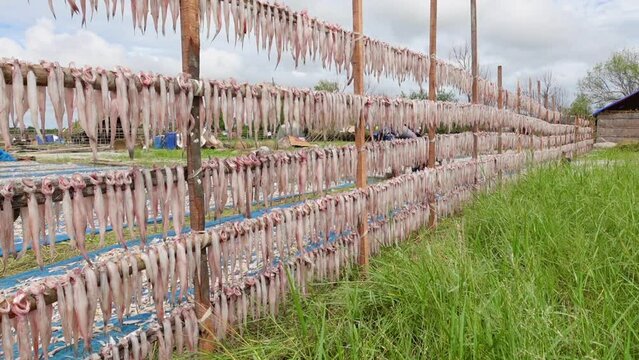 A temporary field for processing dried fish by the sea. Raw Bombay duck fishes are hanging and drying in open air and sunlight at Sundarbans. 