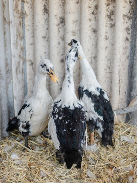 Ancona ducklings
