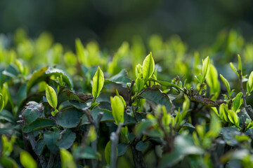 Tea Harvest Season：Close-Up of Fresh Green Tea Leaves