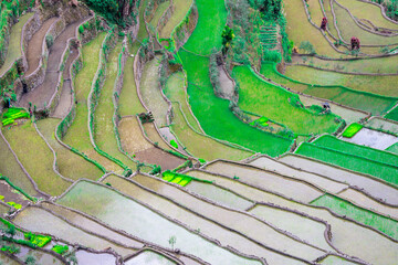 Rice terraces in the Far East. Rice cultivation using traditional methods for 2000 years.