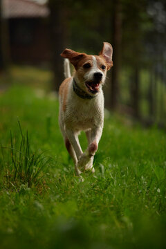 Excited dog sprints