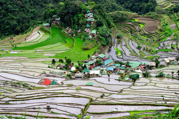 Rice terraces in the Far East. Rice cultivation using traditional methods for 2000 years.