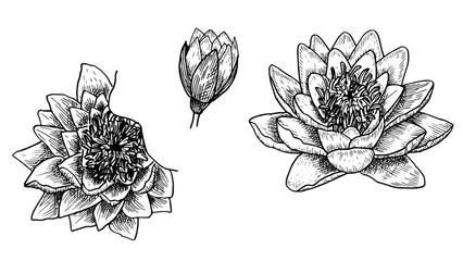 Set  of illustrations hand drawn European white water lily , botanical drawings of white nenuphar in the style of sketch, for the design of wedding invitations and postcards,  vector illustration. - obrazy, fototapety, plakaty