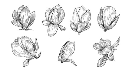Set of linear hand-drawn illustrations of magnolia flowers, botanical drawings of spring magnolia flowers in style of a black sketch, For  design and decoration of wedding invitations and postcards