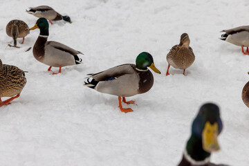 wild ducks in the snow in winter